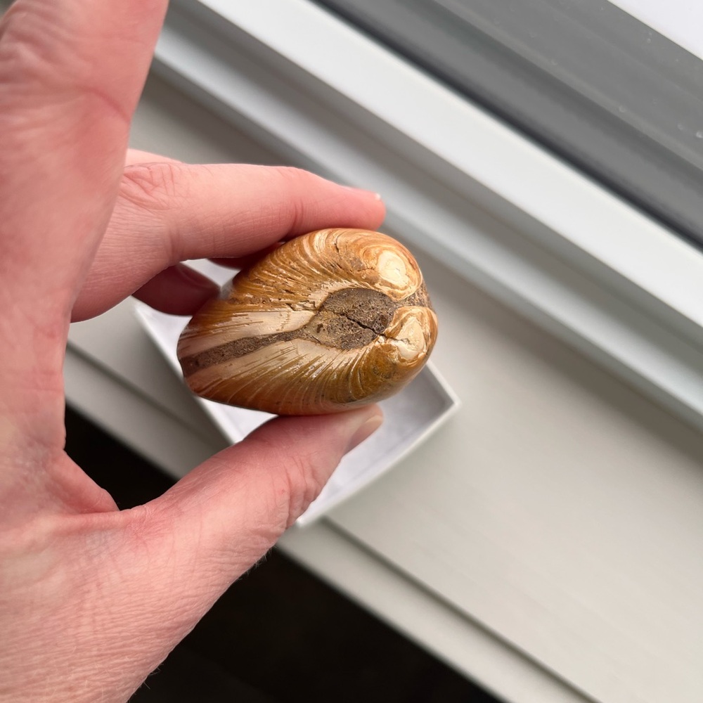Fossilized Seashell or clam shell type - for the nature collector - Picture 5 of 6